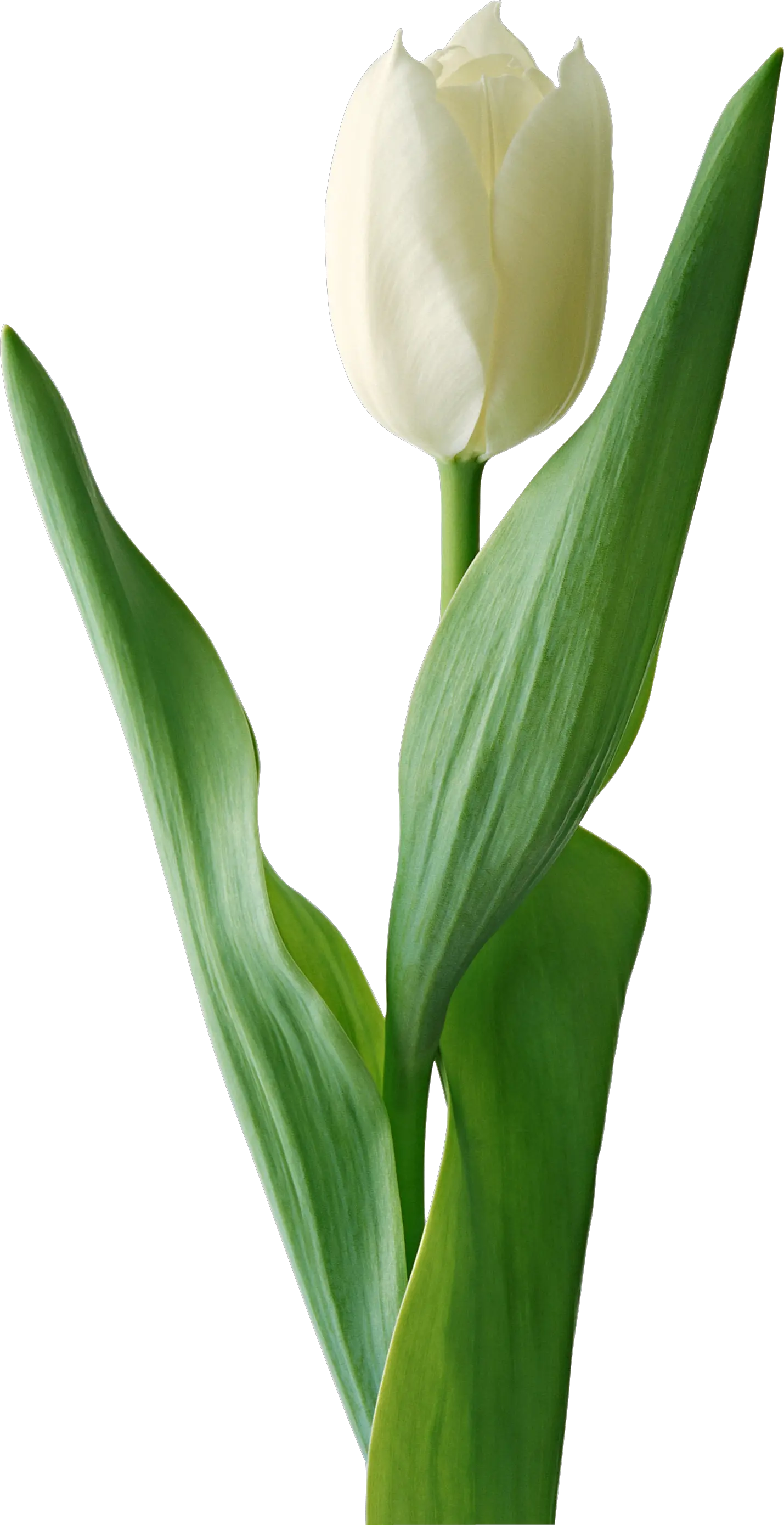 White tulip PNG image