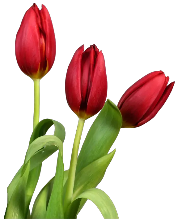 Tulip PNG image