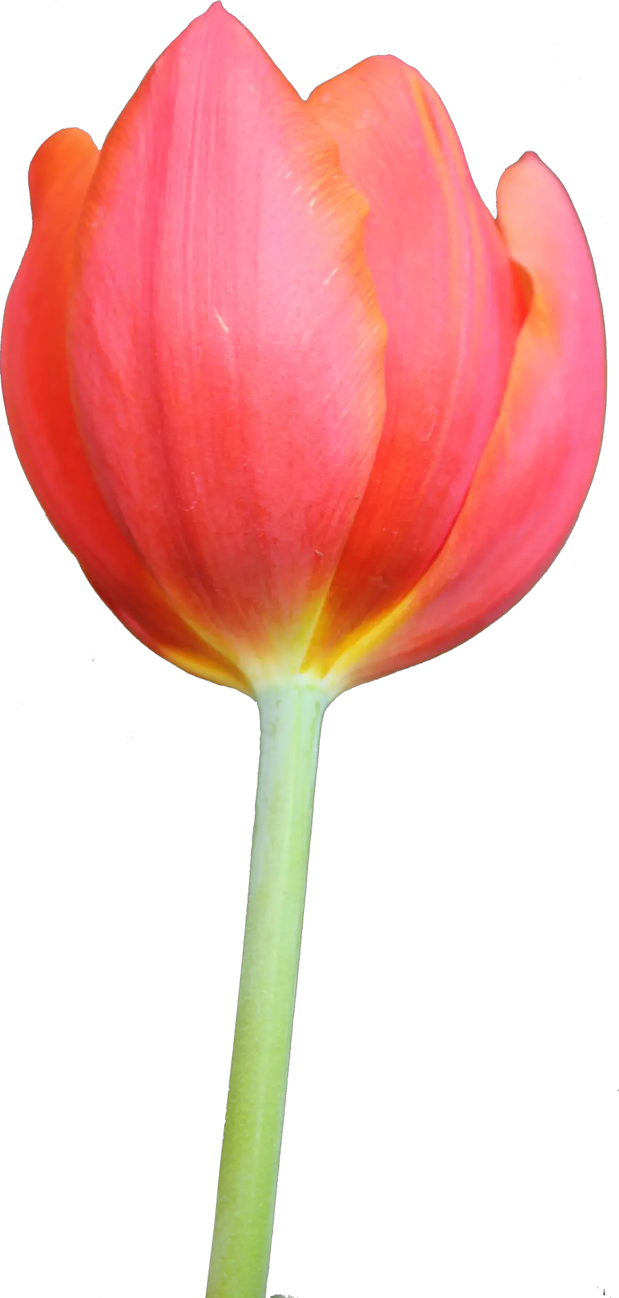 Tulip PNG image
