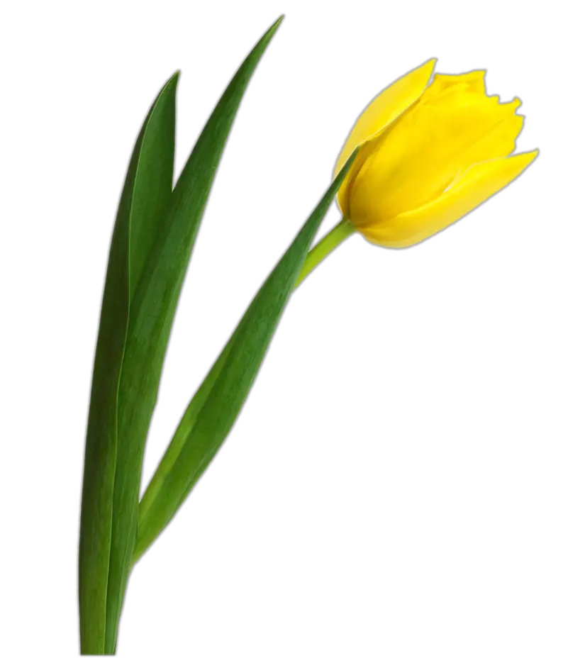 Yellow tulip PNG image