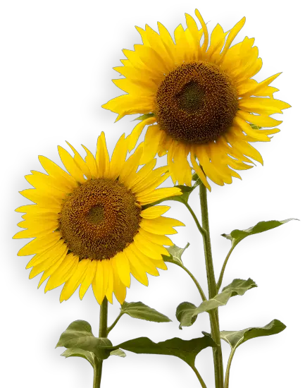 Sunflowers PNG