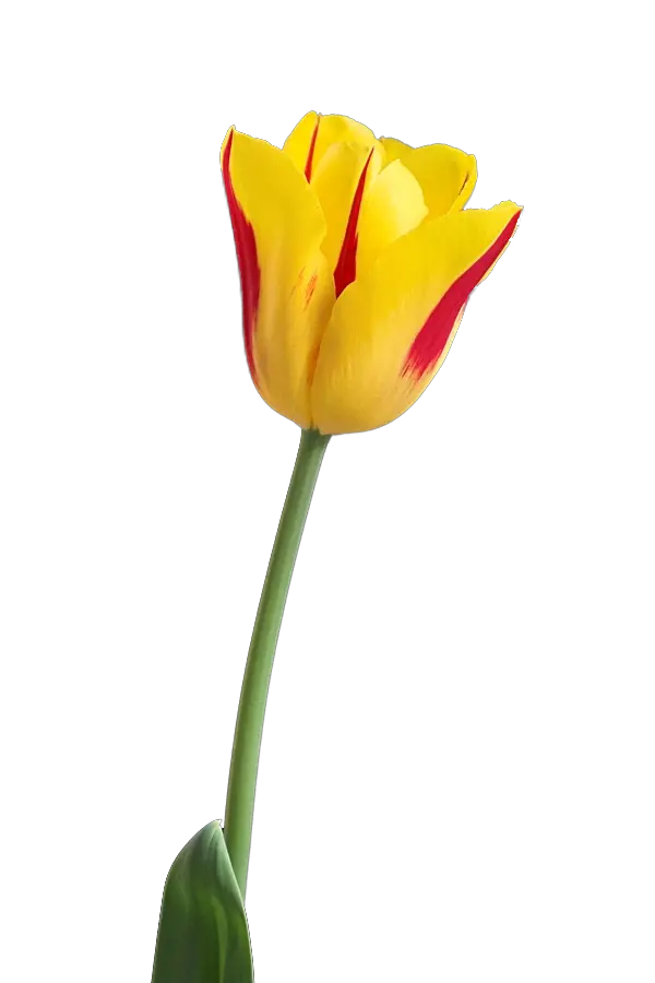 Yellow tulip PNG image