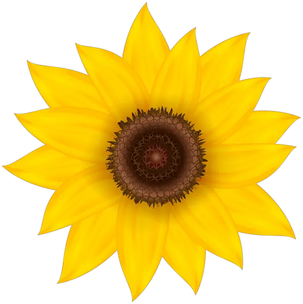 Sunflower PNG