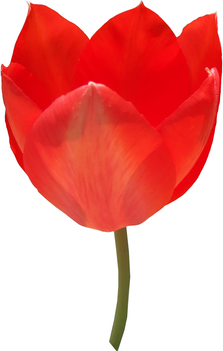 Red tulip PNG image