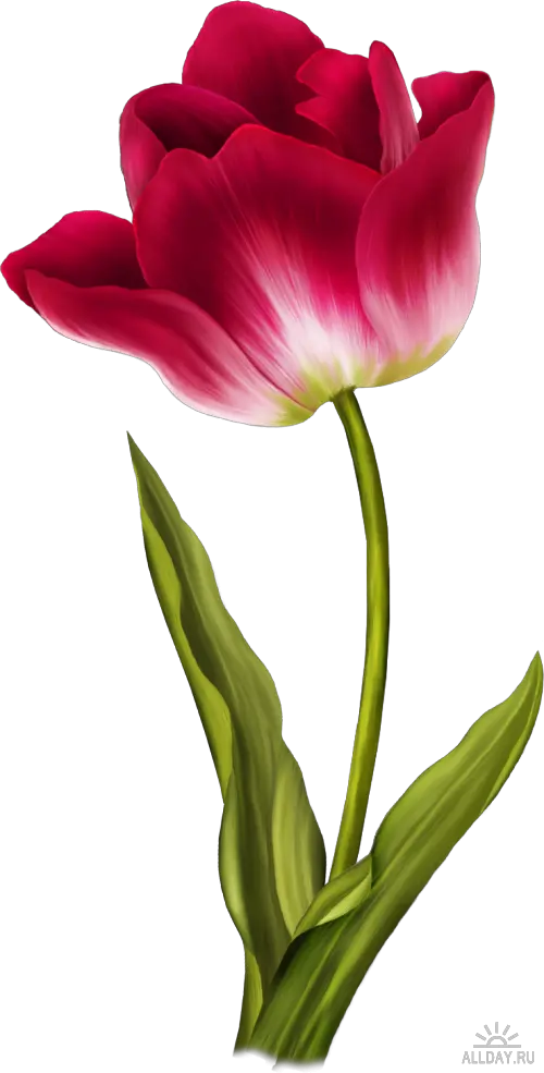 Tulip PNG image