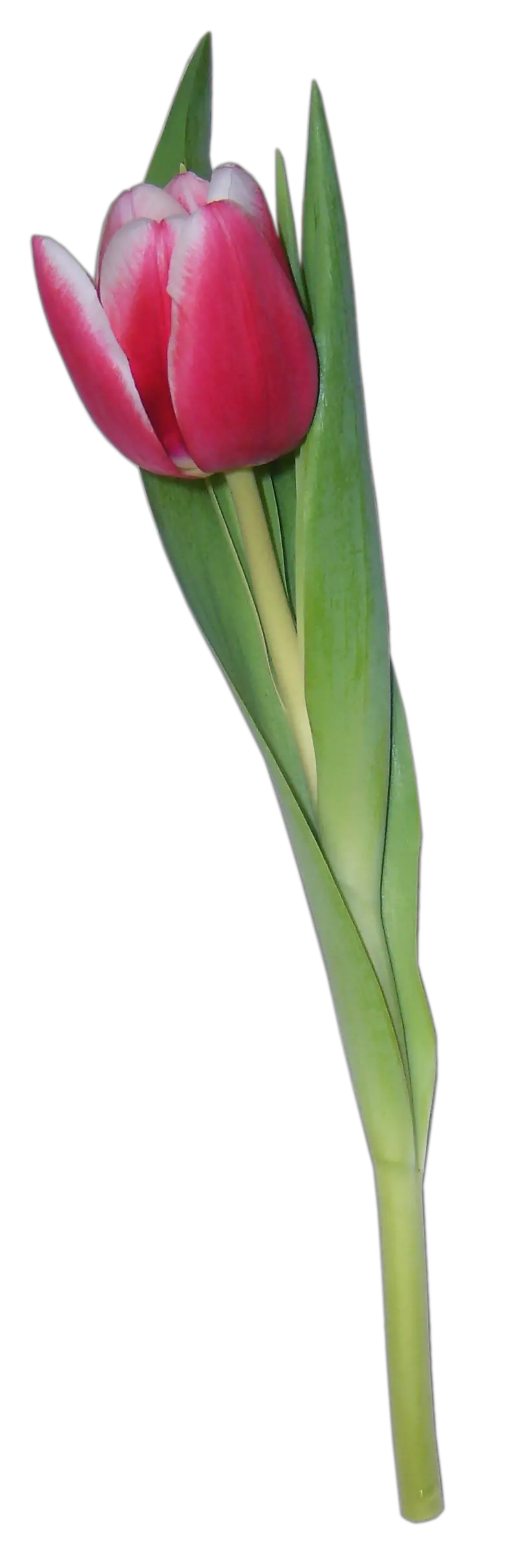 Tulip PNG image