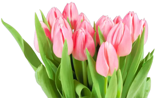 Tulip PNG image