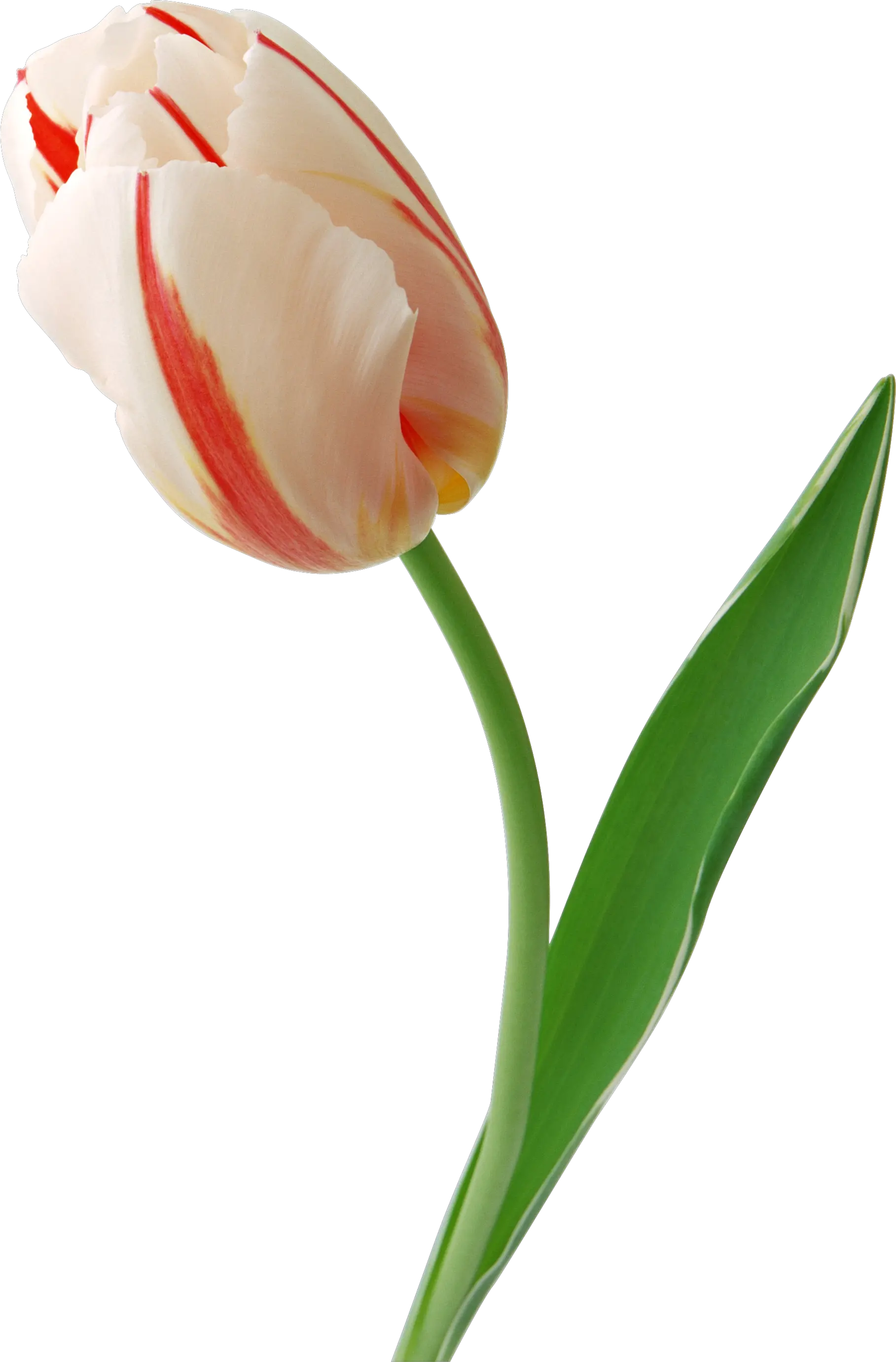 Tulip PNG image