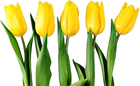 Yellow tulips PNG image