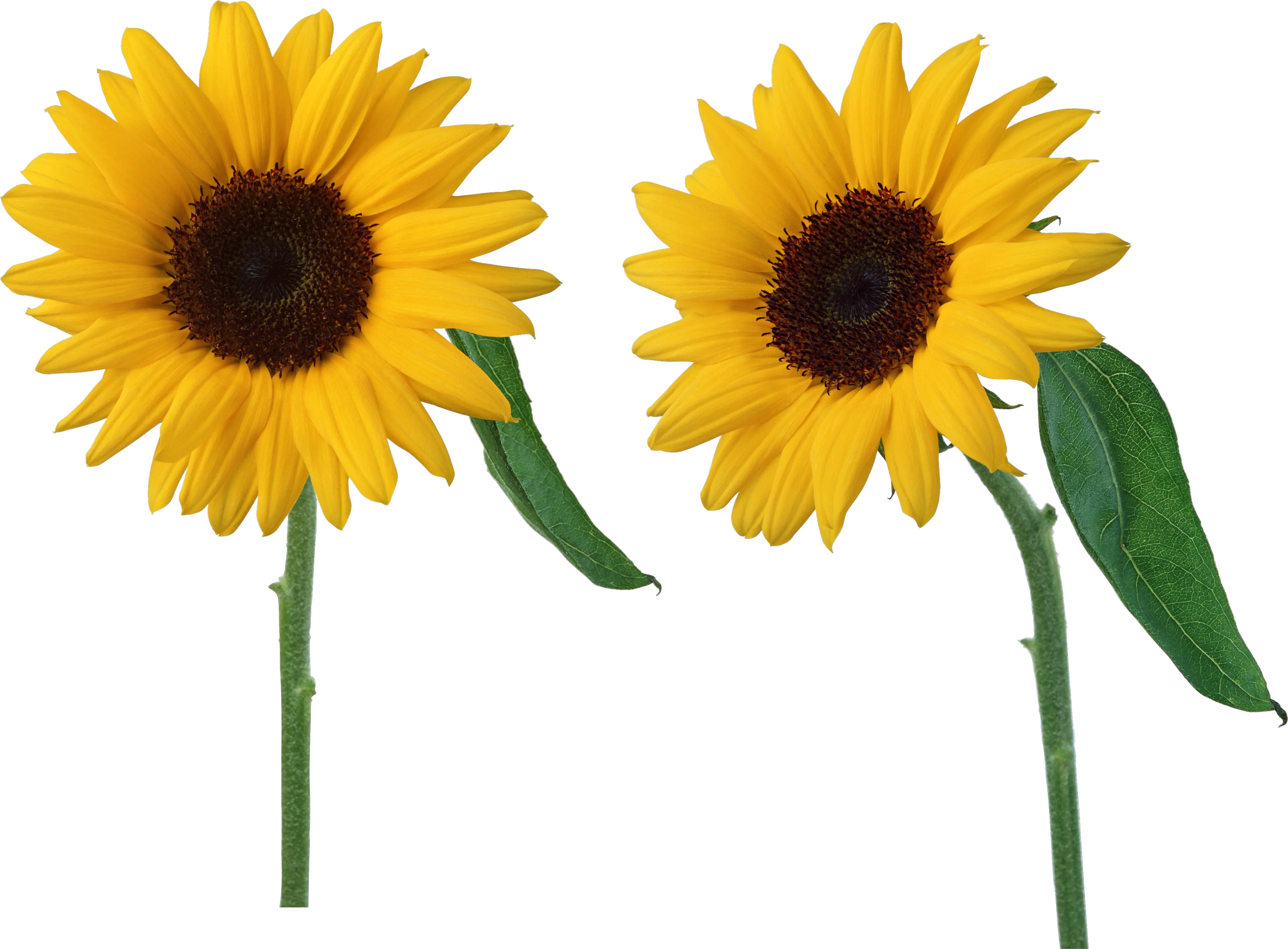 Sunflowers PNG