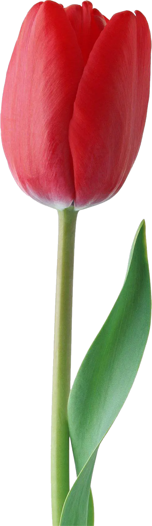 Red tulip PNG image