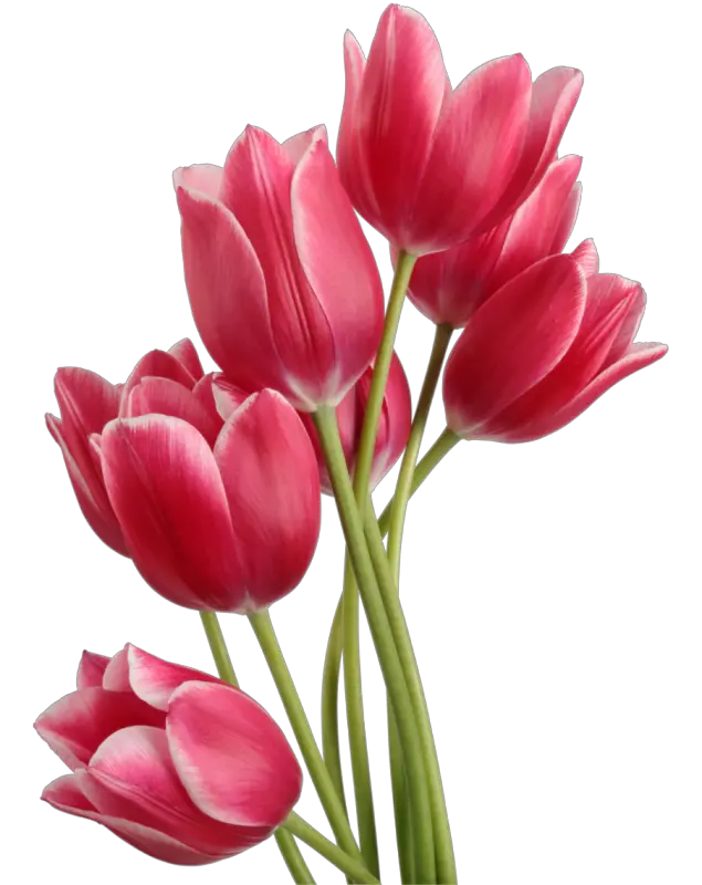 Tulips PNG image