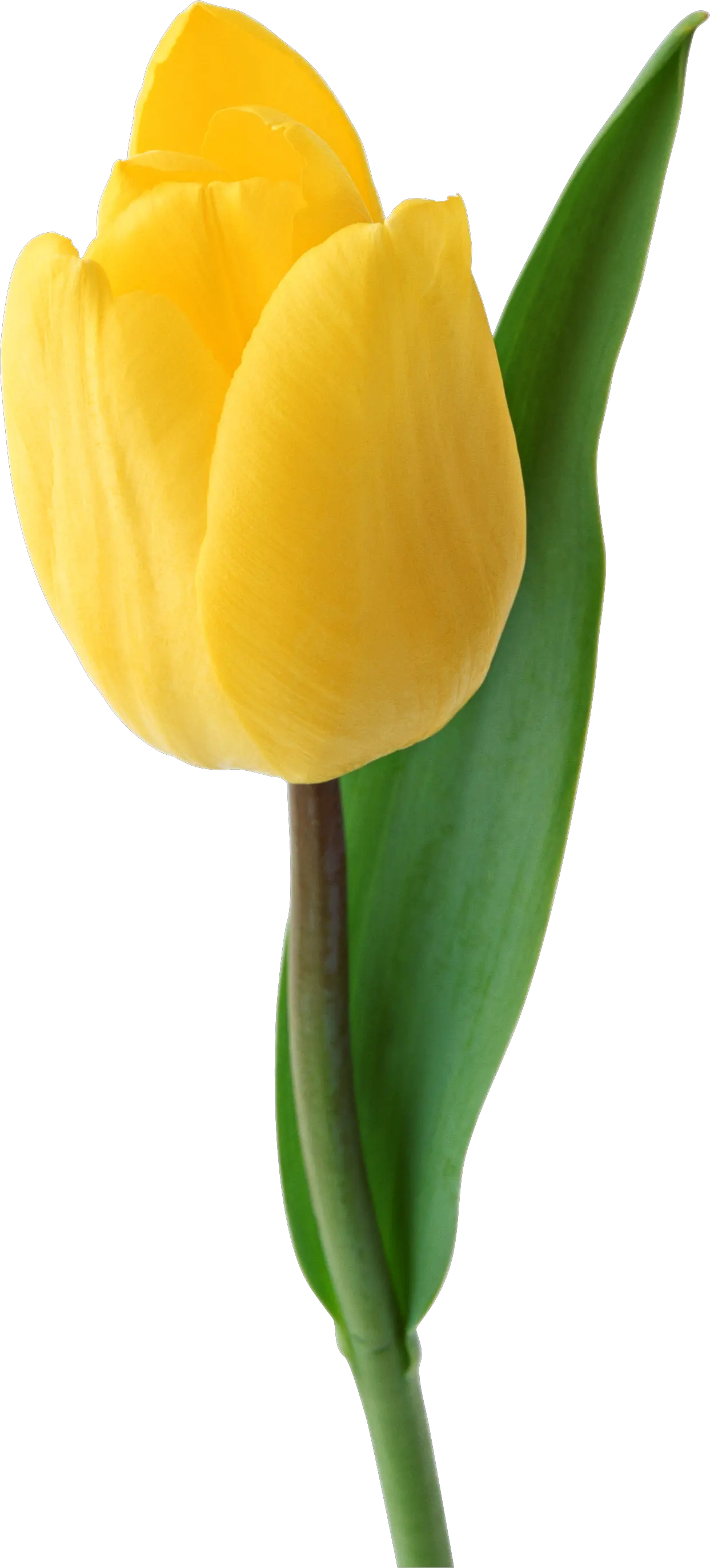 Yellow tulip PNG image