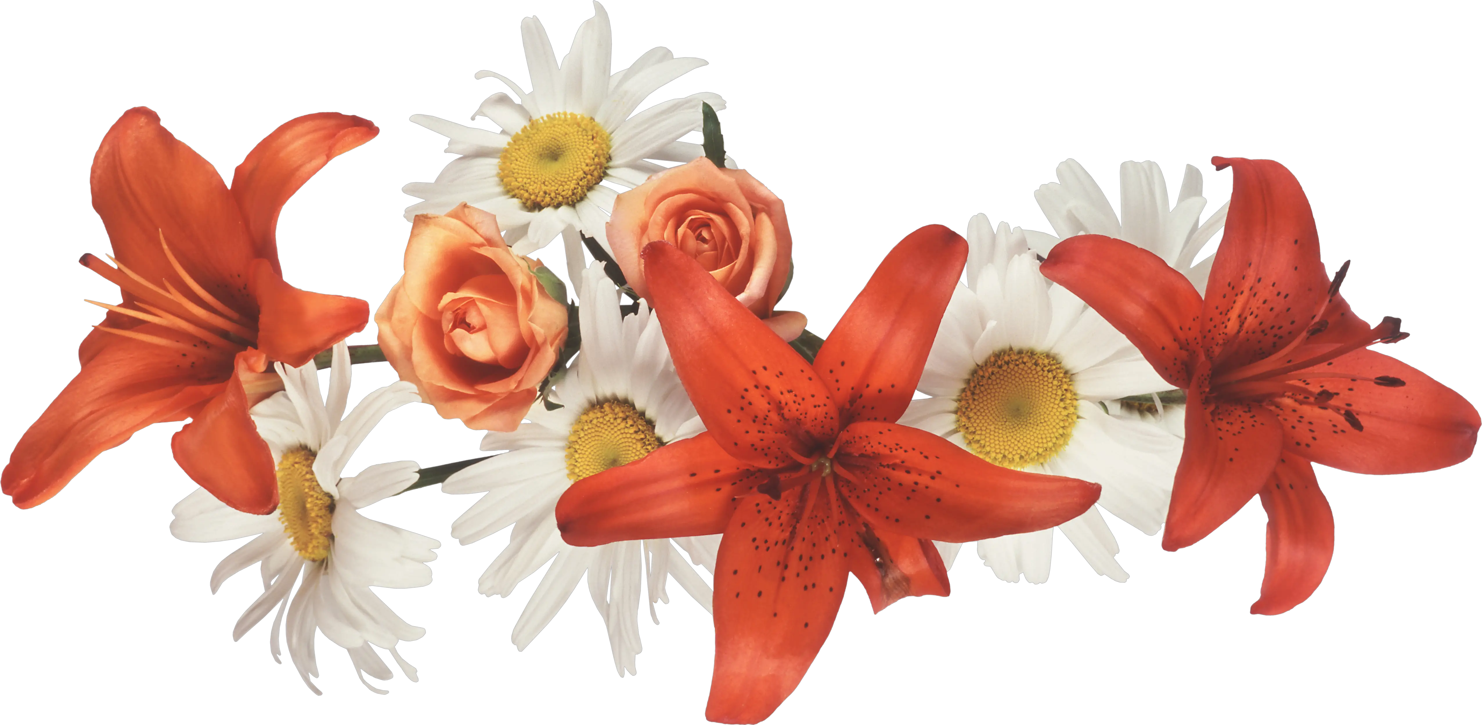 Lilium PNG