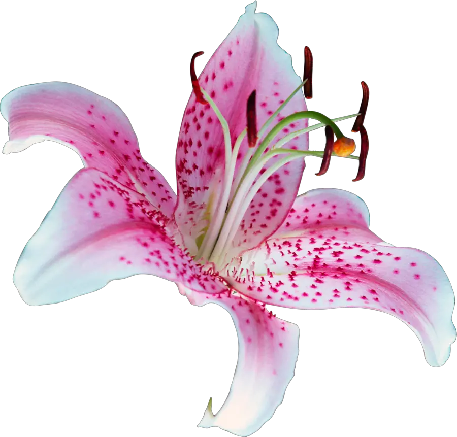 Lilium PNG