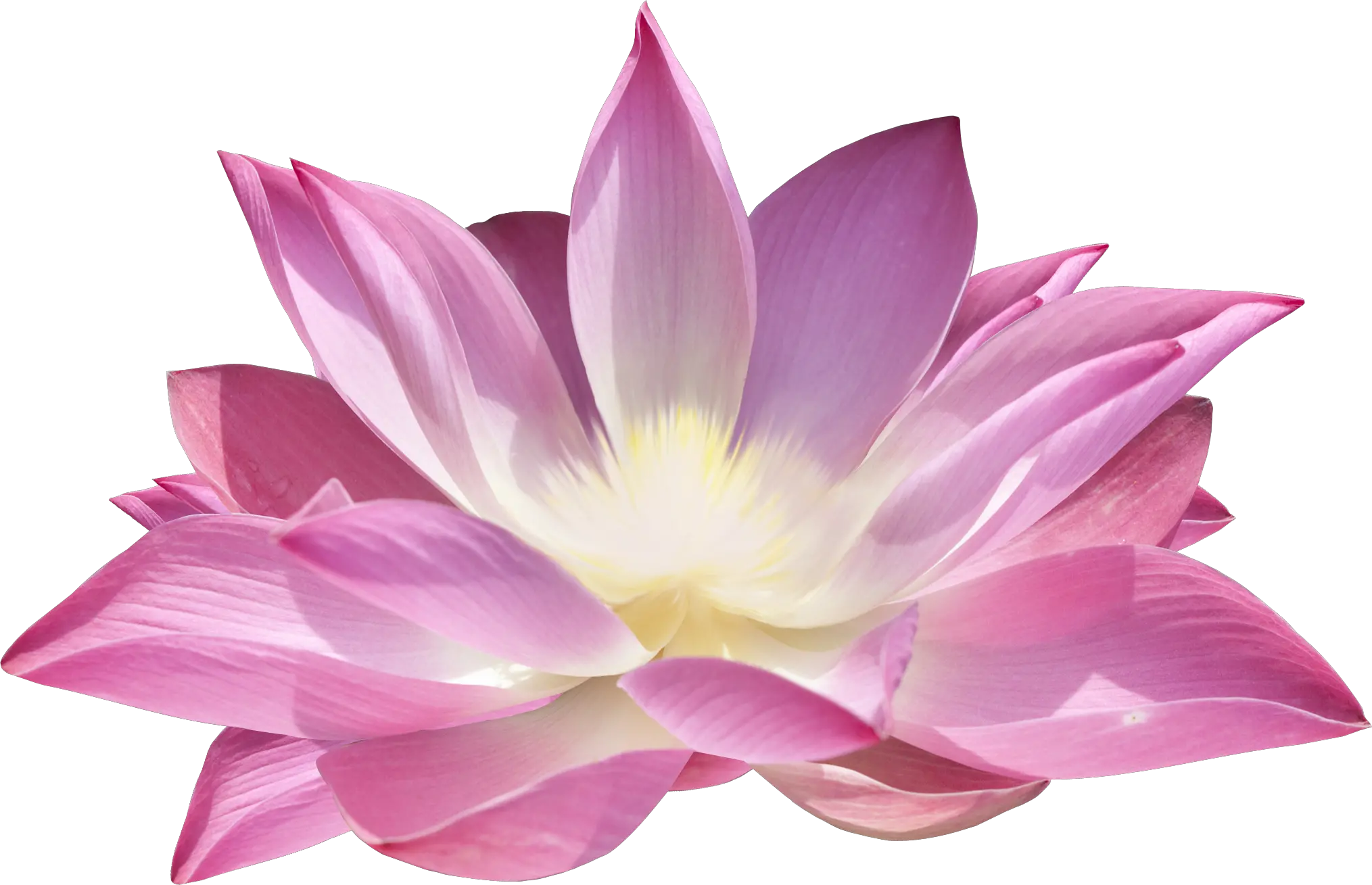 Lotus flower PNG