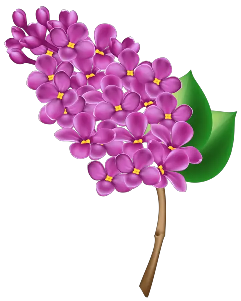 Lilac PNG