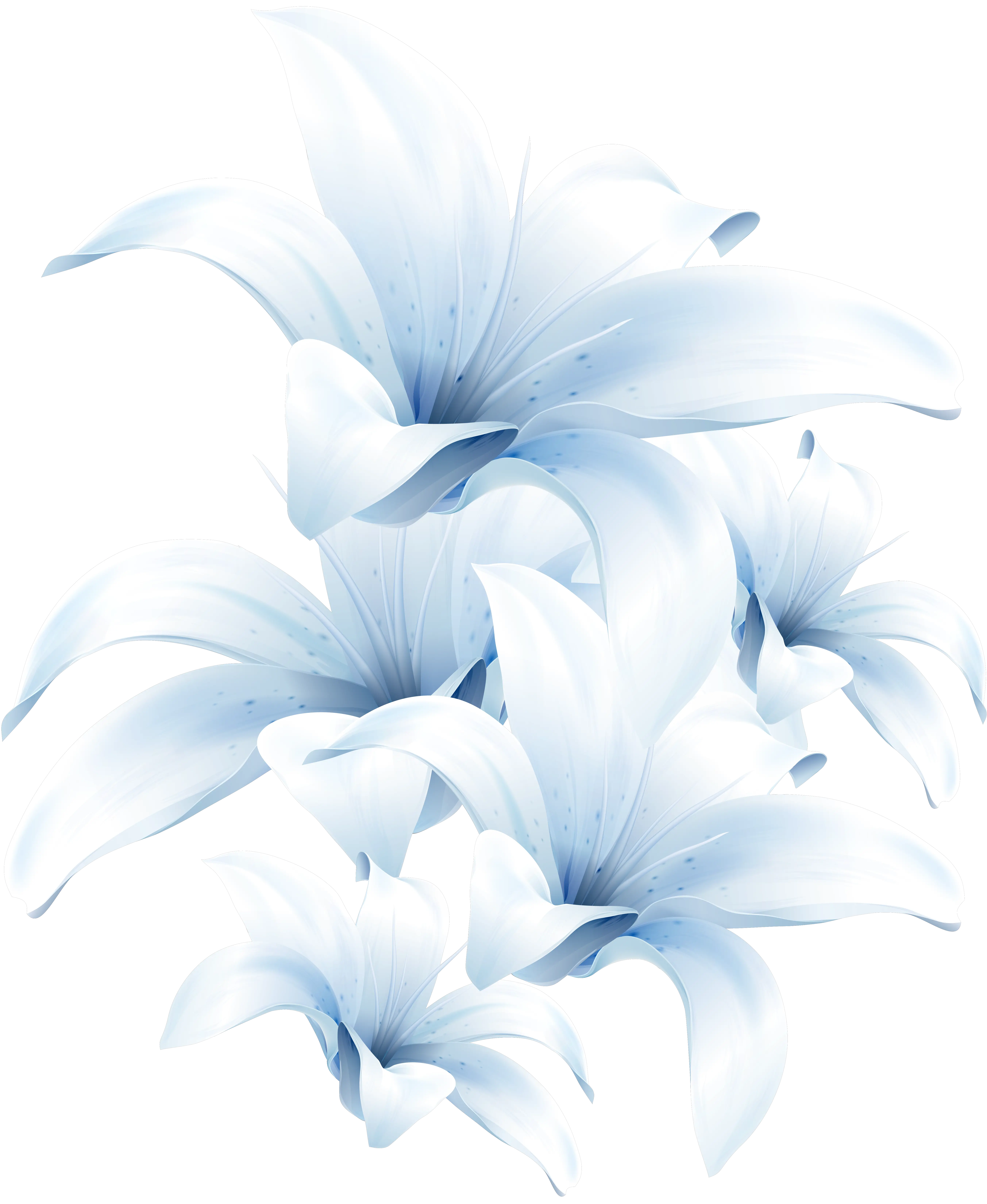 Lilium PNG