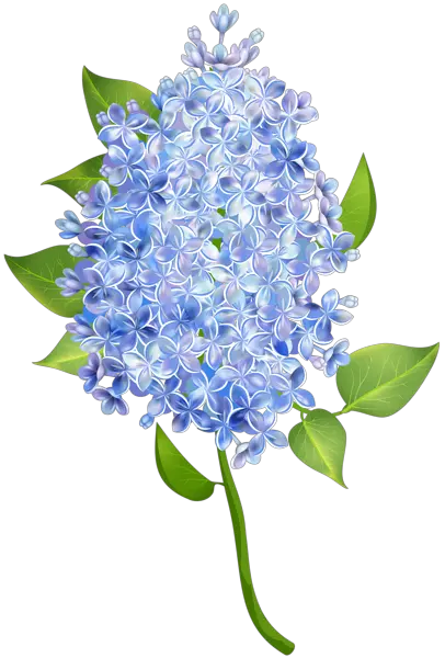 Lilac PNG