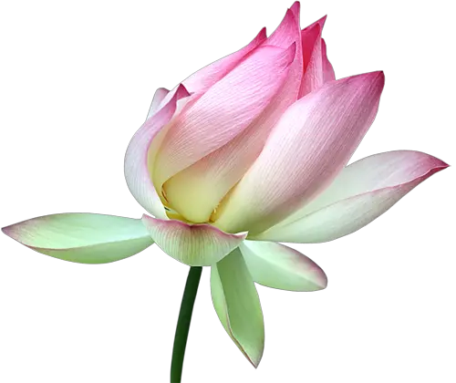 Lotus flower PNG