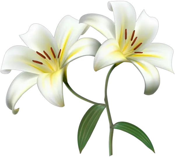 Lilium PNG