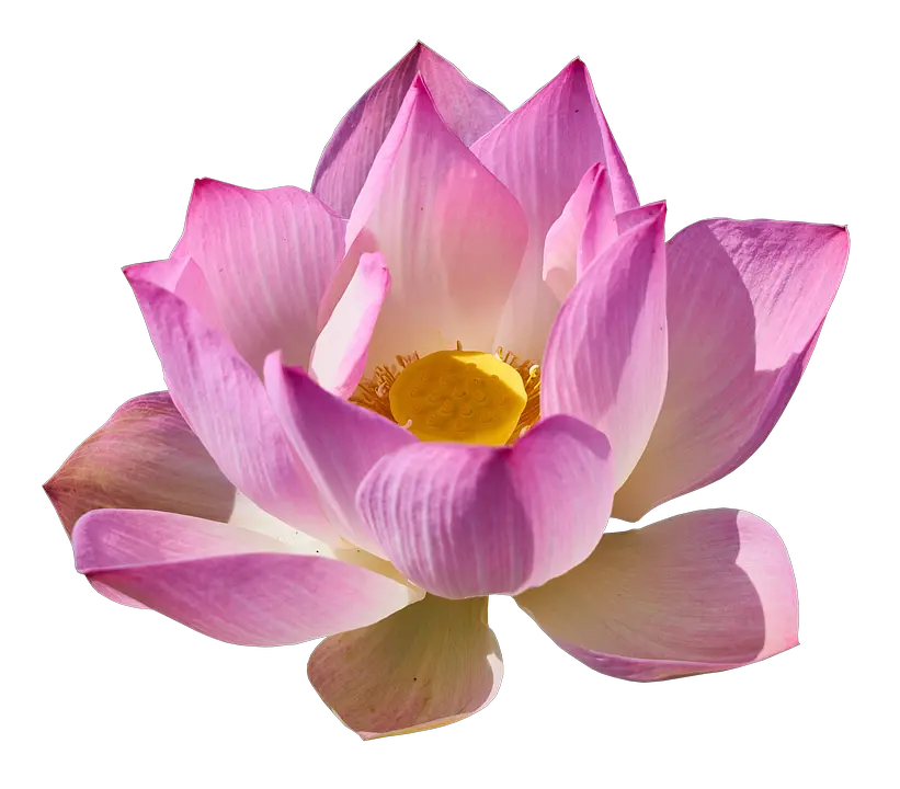 Lotus flower PNG