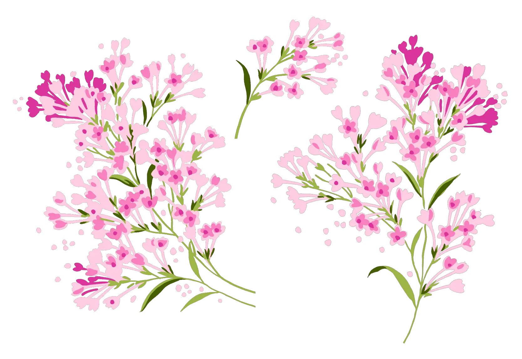 Lilac PNG