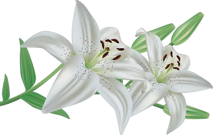 Lilium PNG