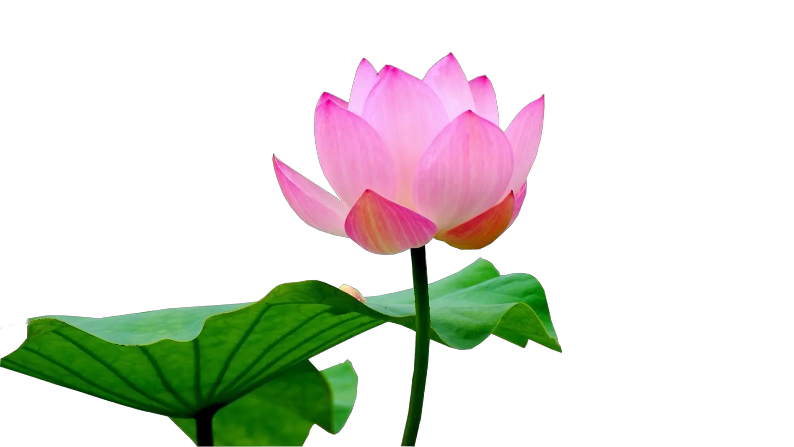Lotus flower PNG