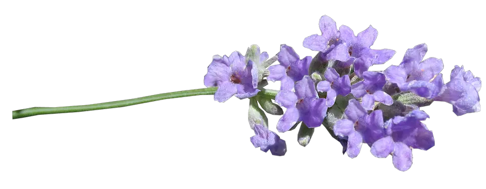 Lilac PNG