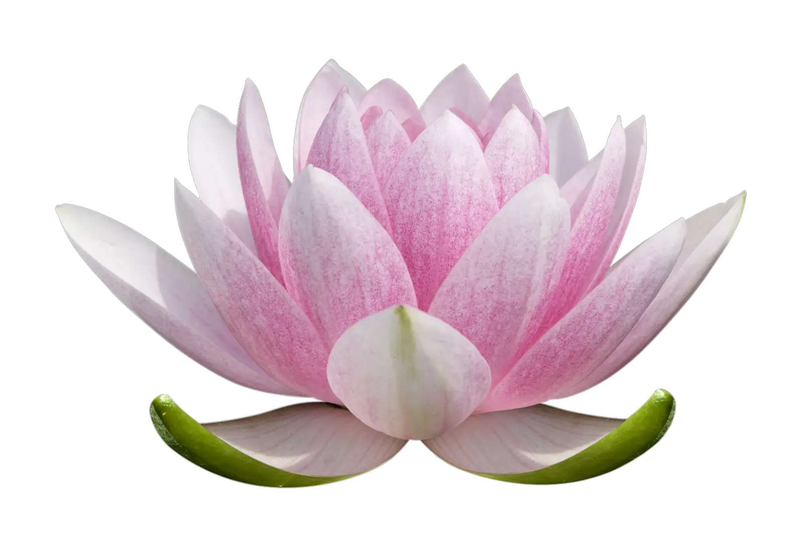 Lotus flower PNG
