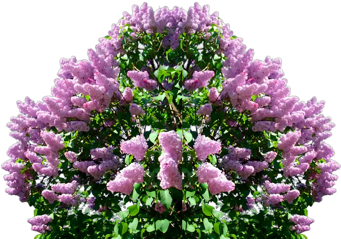 Lilac PNG