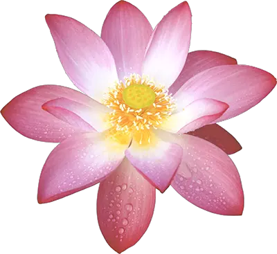 Lotus flower PNG