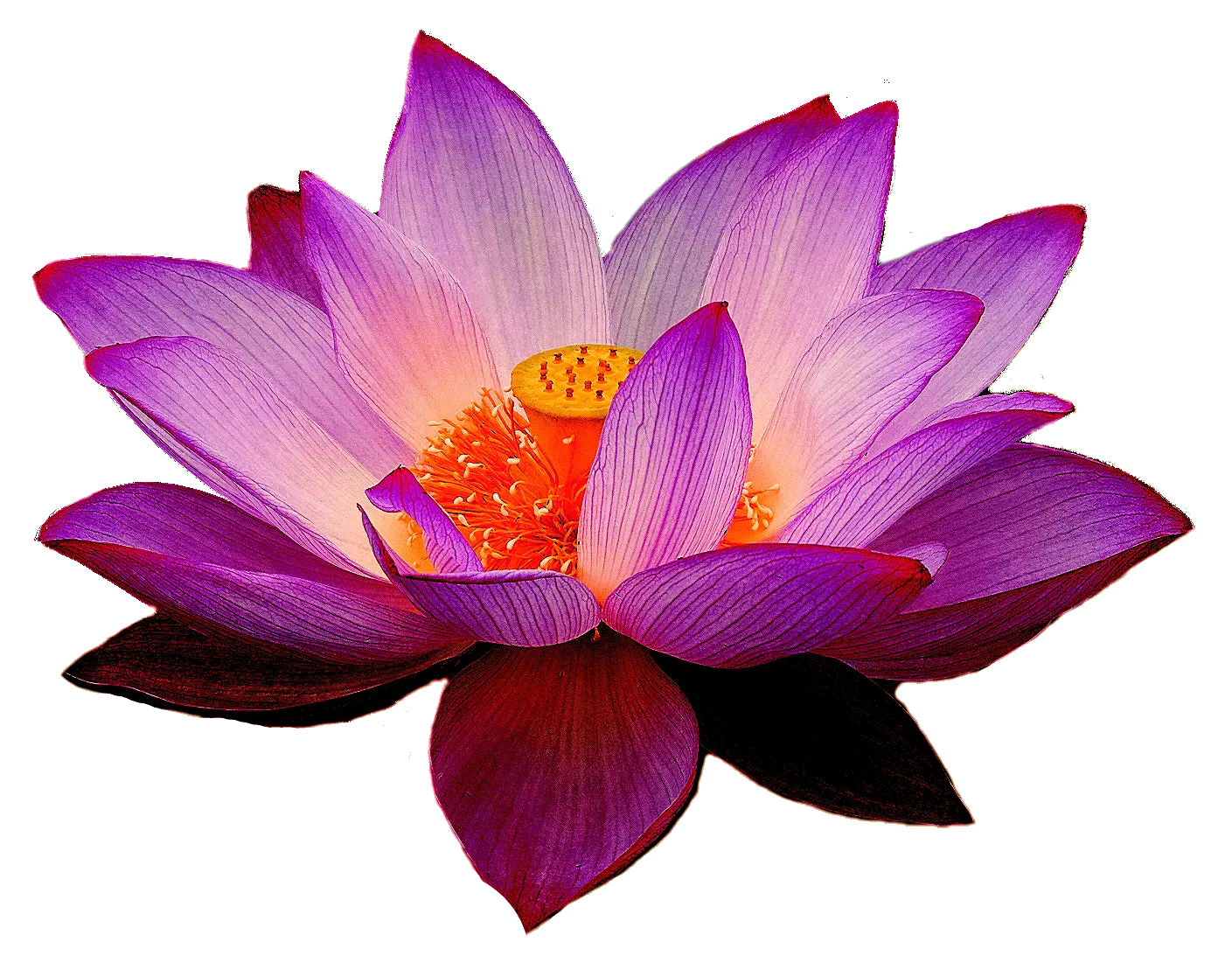 Lotus flower PNG