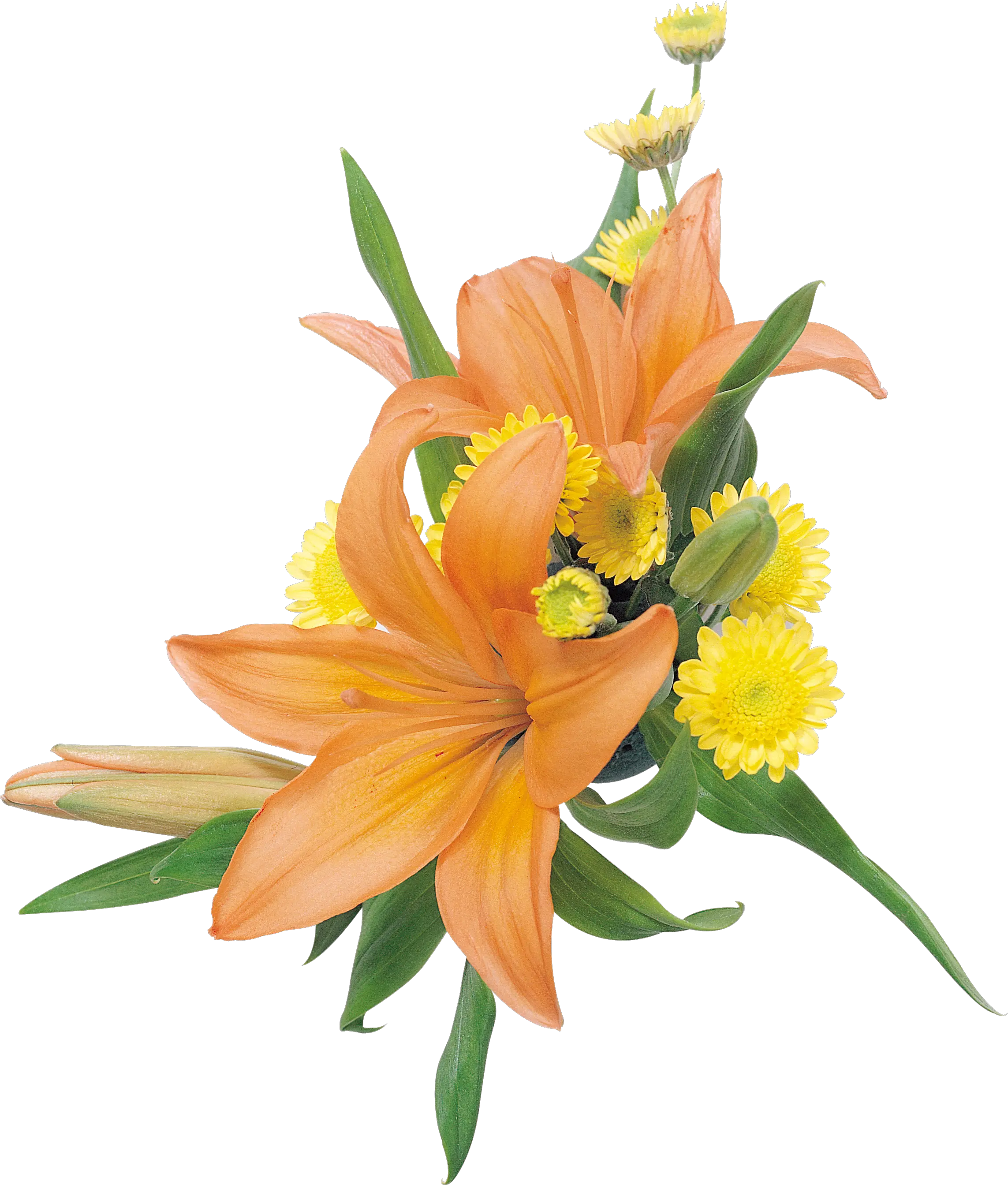Lilium PNG