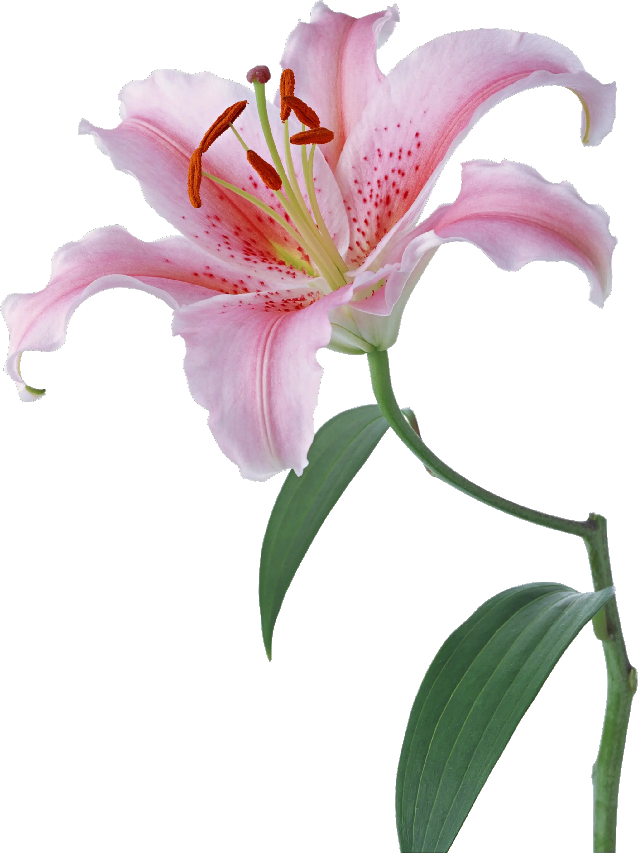 Lilium PNG