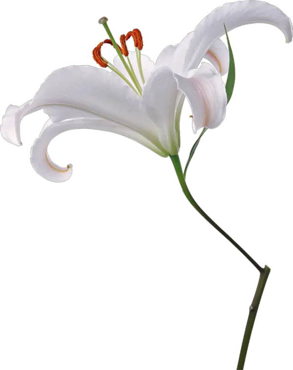 Lilium PNG