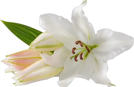 Lilium PNG