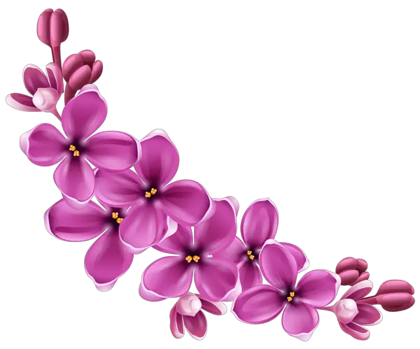 Lilac PNG
