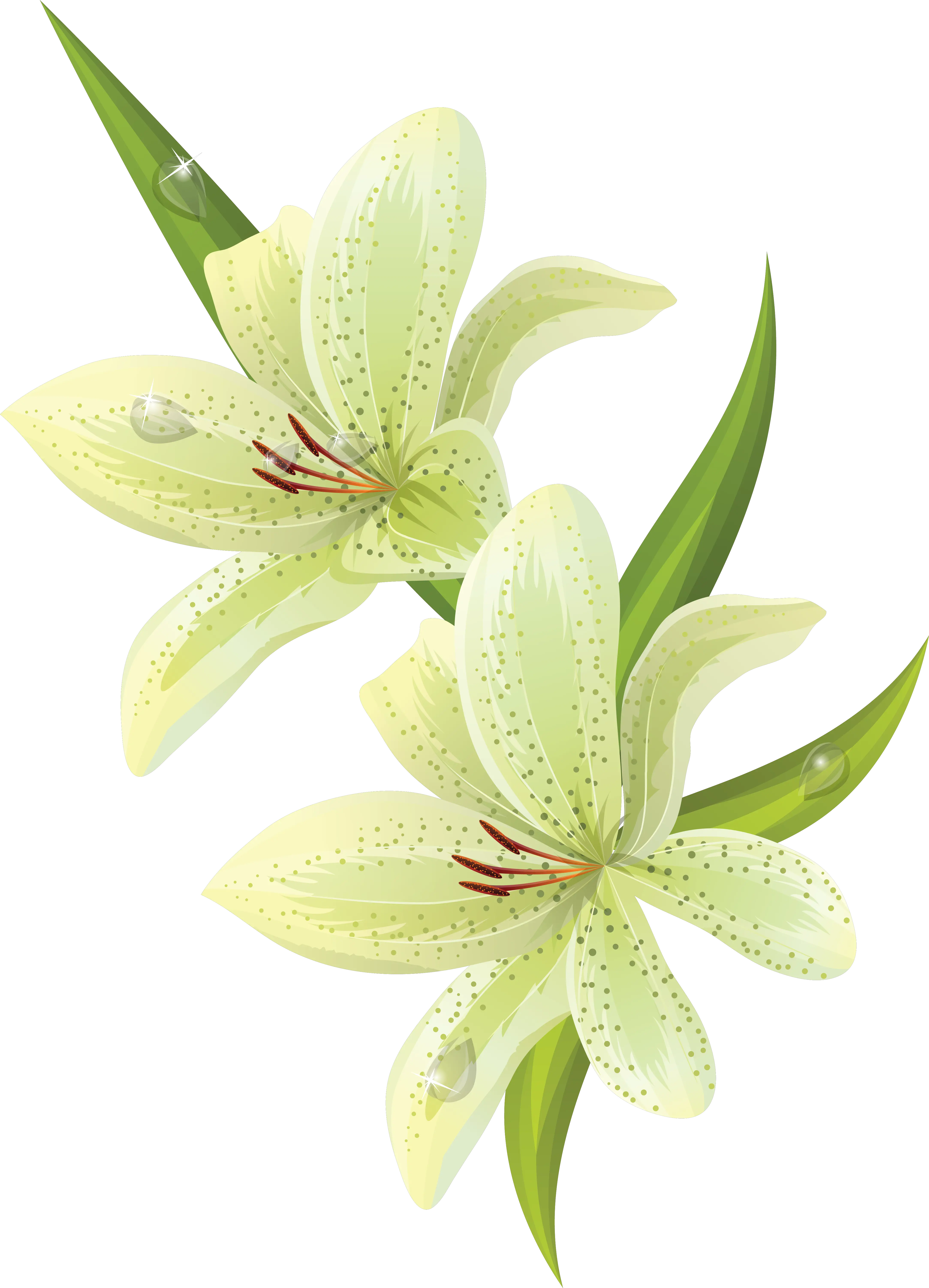 Lilium PNG