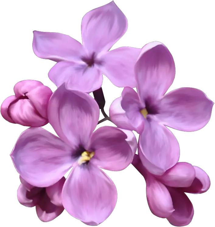 Lilac PNG