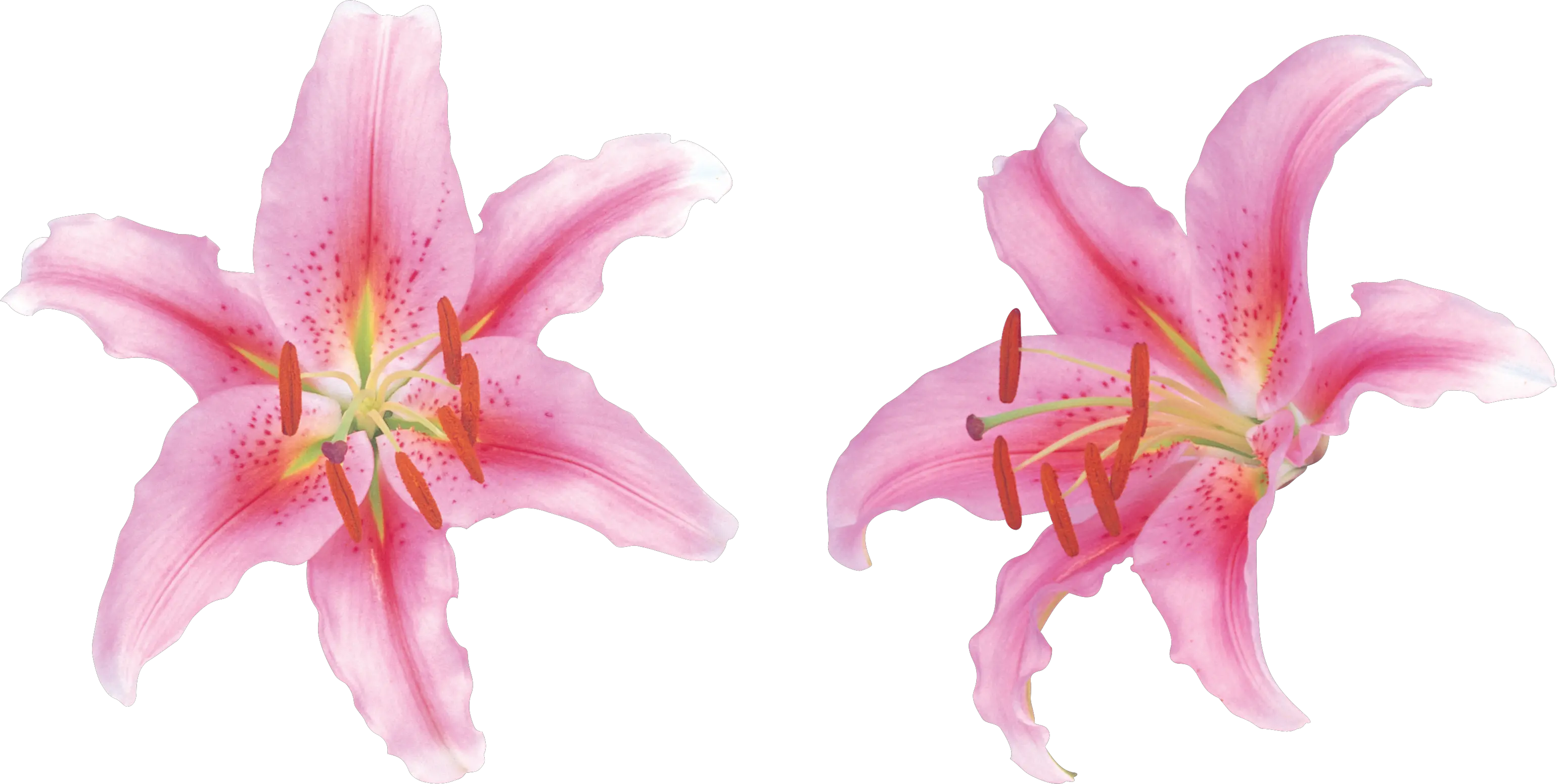 Lilium PNG