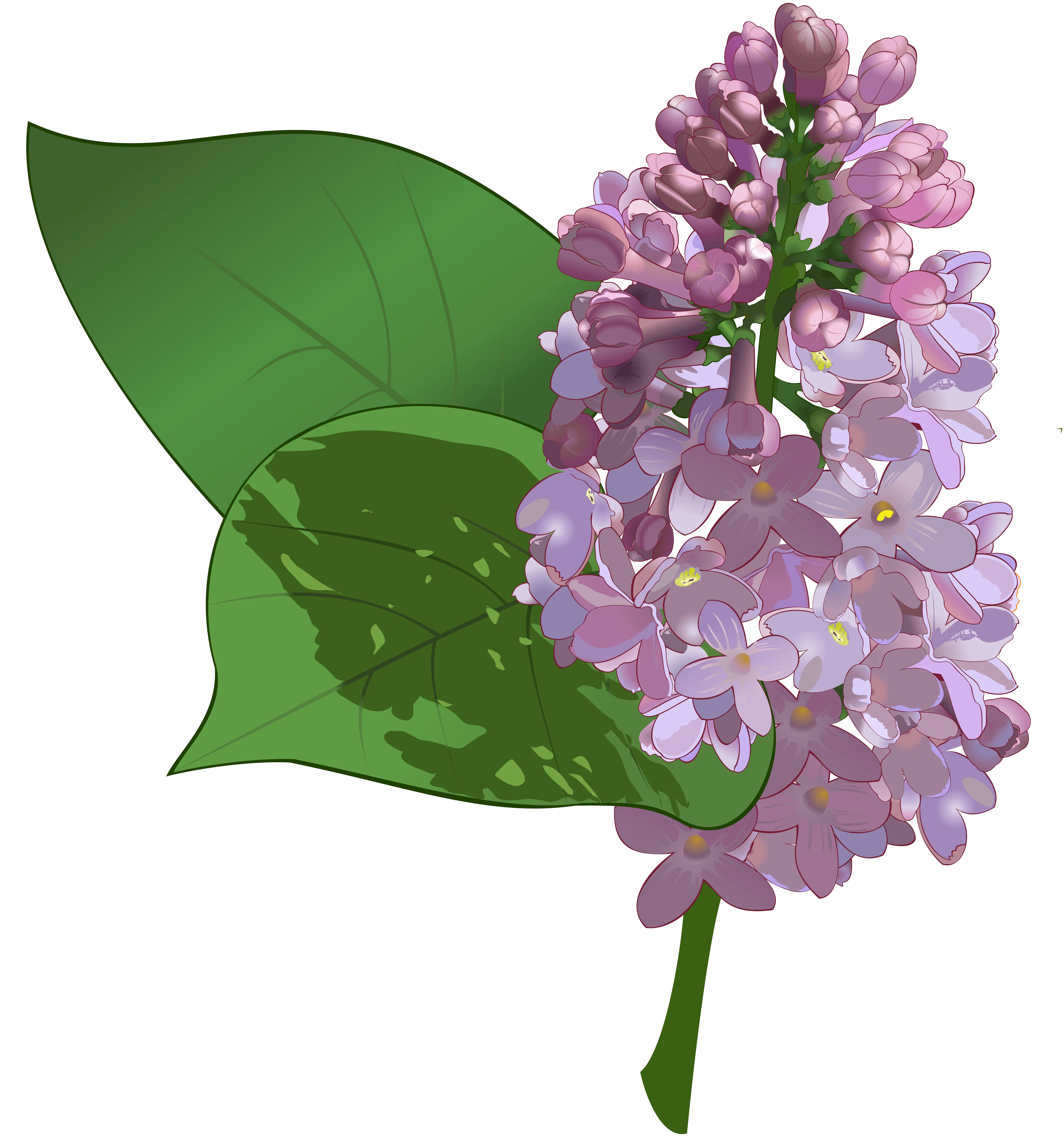 Lilac PNG