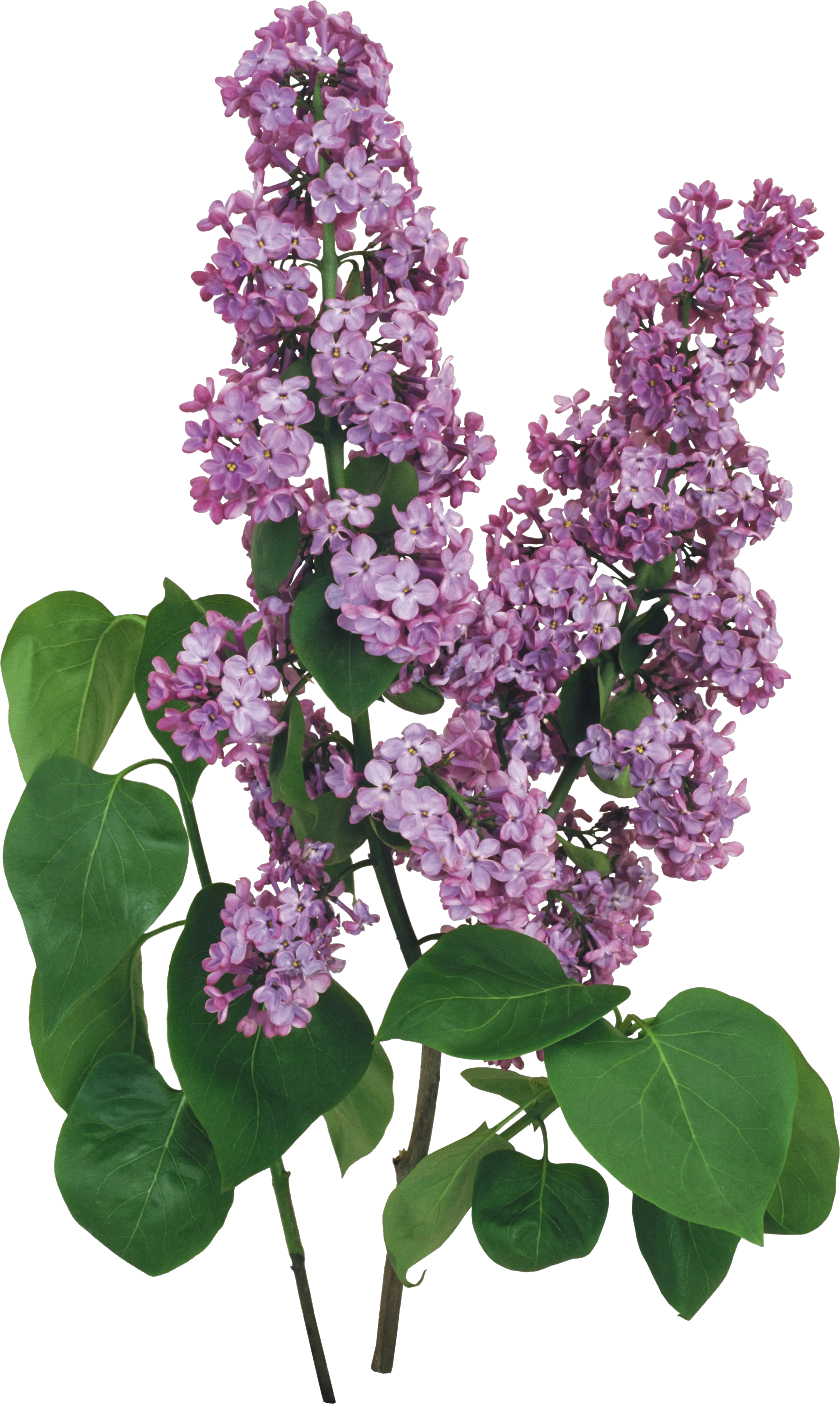 Lilac PNG