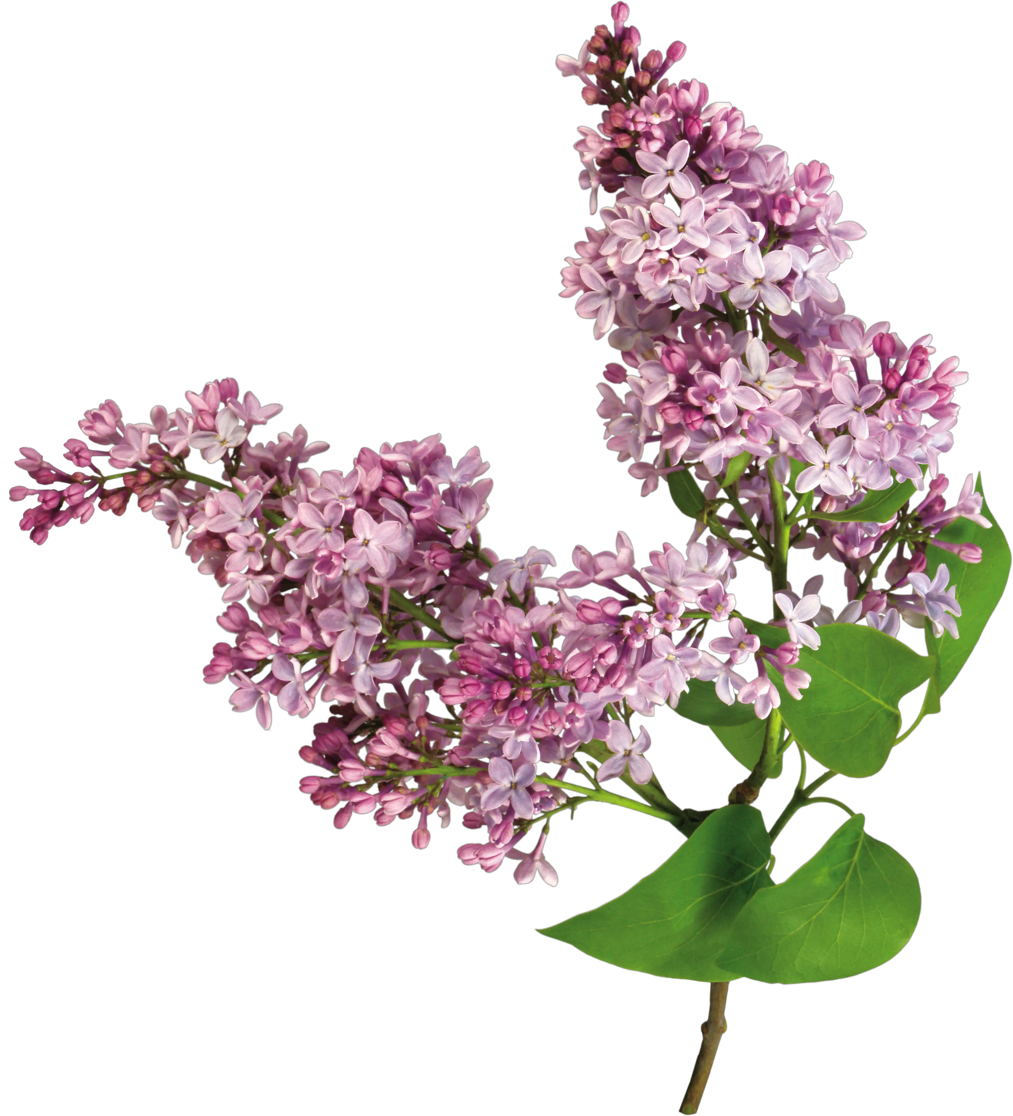 Lilac PNG