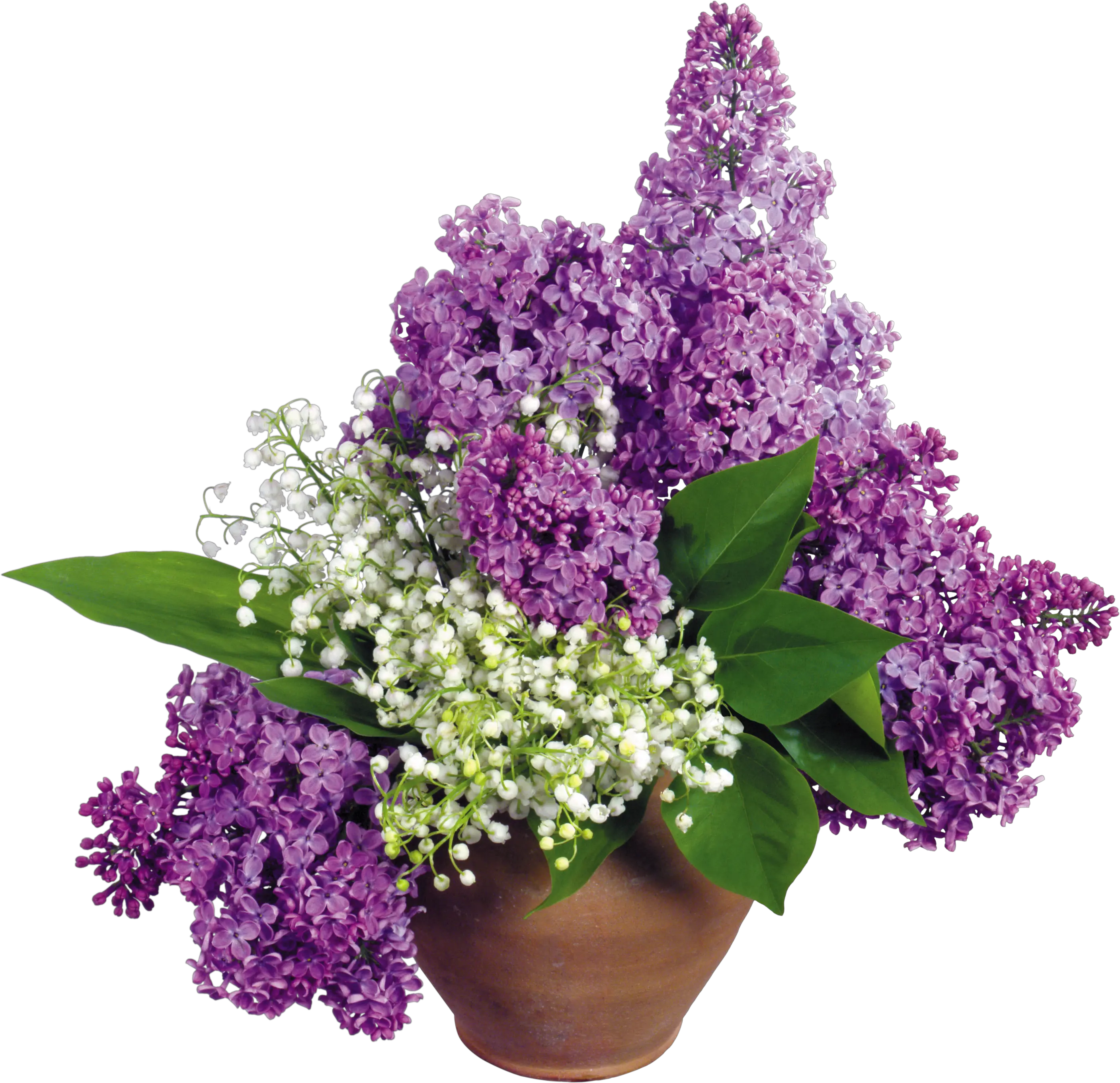 Lilac PNG