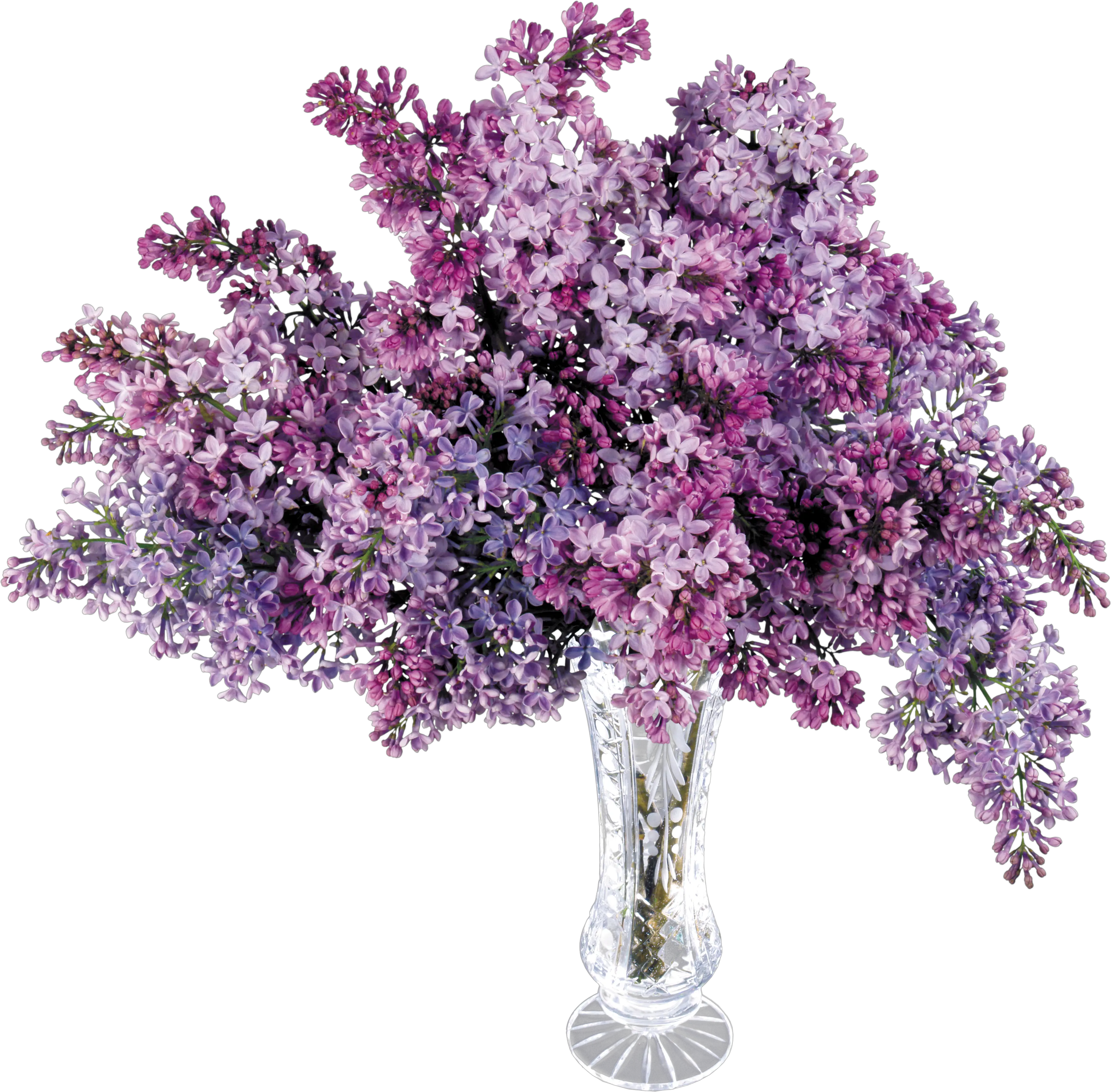 Lilac PNG