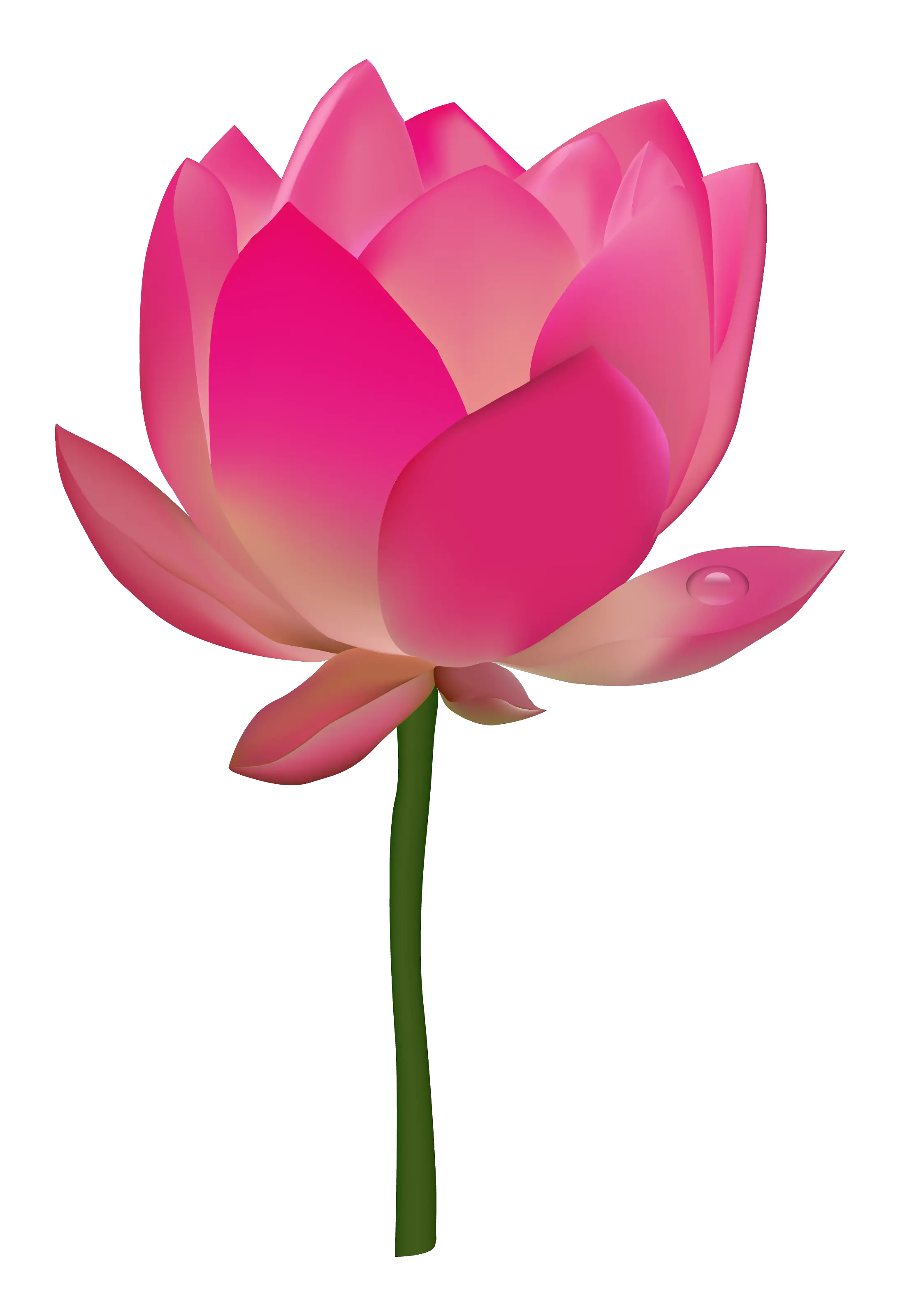 Lotus flower PNG