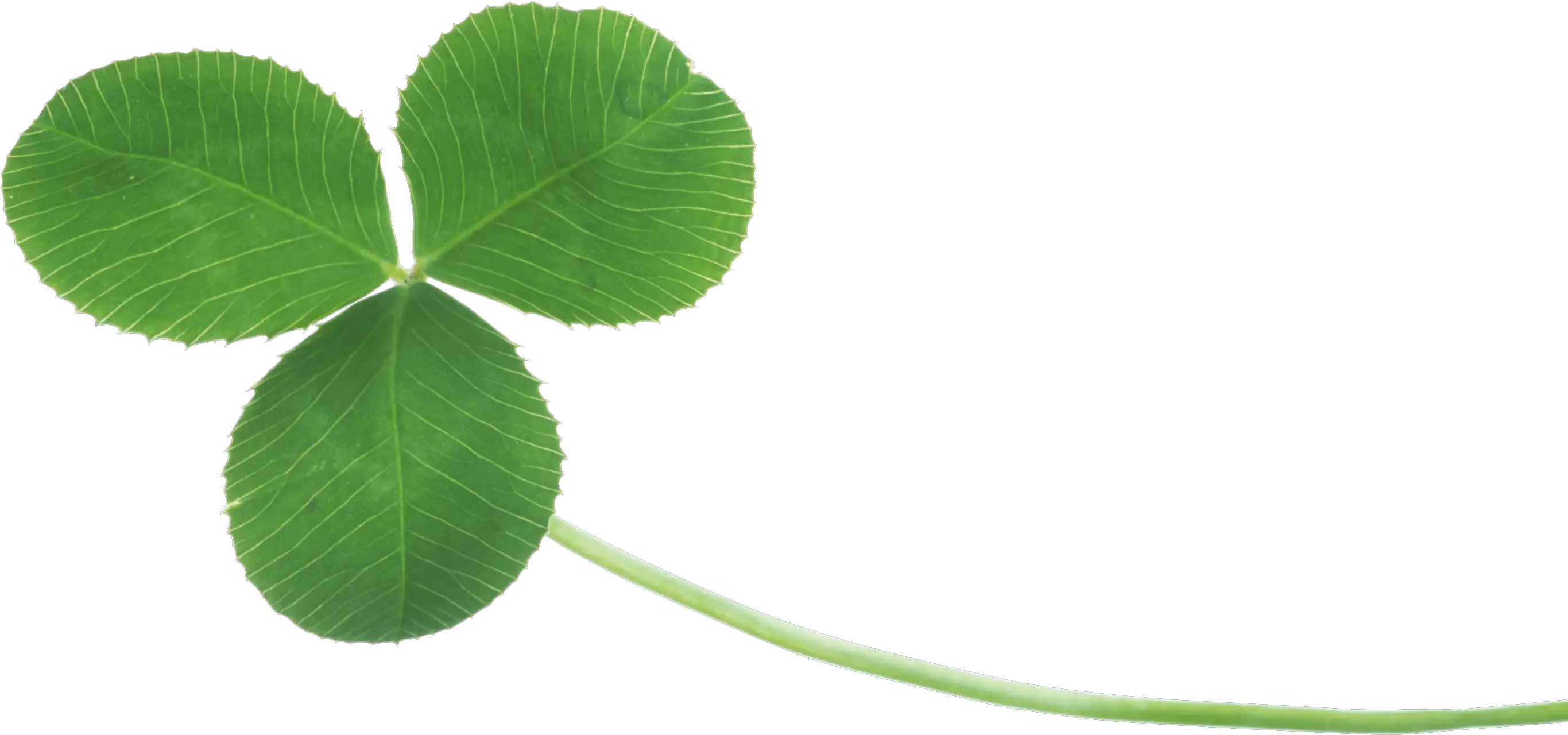 Clover PNG image