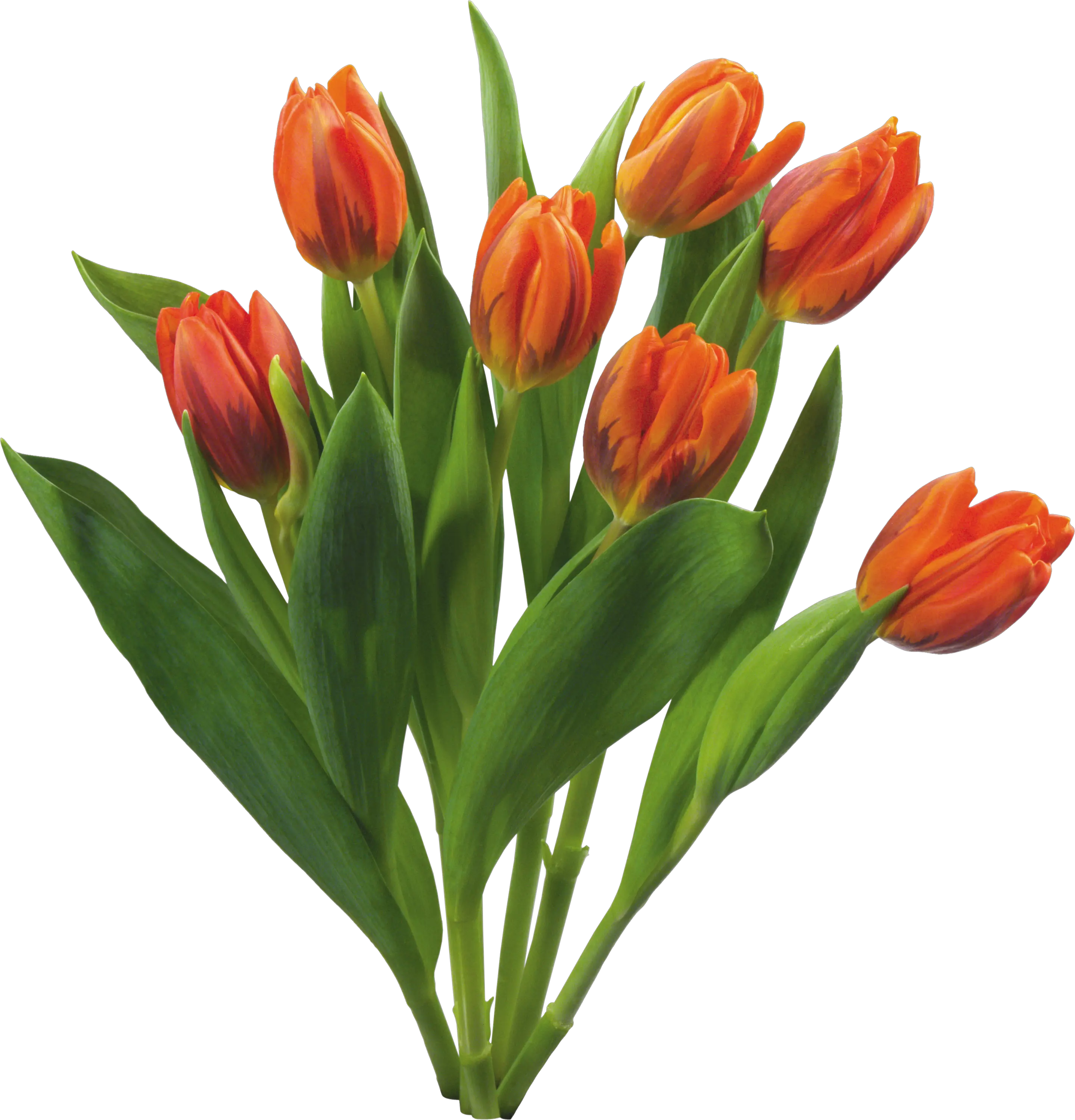 Bouquet flowers PNG